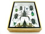 Echte tropische Insekten - Einzelstück - im 3D M-Schaukasten - Wandbild 7-A-M-73 – Bild 10