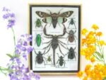 Echte tropische Insekten - Einzelstück - im 3D M-Schaukasten - Wandbild 7-A-M-74