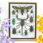 Echte tropische Insekten - Einzelstück - im 3D M-Schaukasten - Wandbild 7-A-M-74