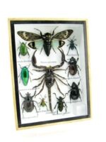 Echte tropische Insekten - Einzelstück - im 3D M-Schaukasten - Wandbild 7-A-M-74 – Bild 2