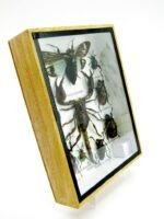 Echte tropische Insekten - Einzelstück - im 3D M-Schaukasten - Wandbild 7-A-M-74 – Bild 3