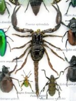Echte tropische Insekten - Einzelstück - im 3D M-Schaukasten - Wandbild 7-A-M-74 – Bild 4