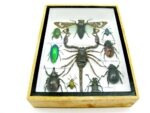 Echte tropische Insekten - Einzelstück - im 3D M-Schaukasten - Wandbild 7-A-M-74 – Bild 5