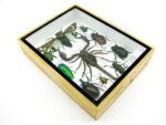Echte tropische Insekten - Einzelstück - im 3D M-Schaukasten - Wandbild 7-A-M-74 – Bild 6