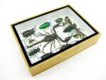 Echte tropische Insekten - Einzelstück - im 3D M-Schaukasten - Wandbild 7-A-M-74 – Bild 7