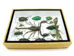 Echte tropische Insekten - Einzelstück - im 3D M-Schaukasten - Wandbild 7-A-M-74 – Bild 8