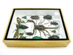 Echte tropische Insekten - Einzelstück - im 3D M-Schaukasten - Wandbild 7-A-M-74 – Bild 9