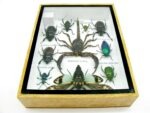 Echte tropische Insekten - Einzelstück - im 3D M-Schaukasten - Wandbild 7-A-M-74 – Bild 10