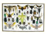Echte exotische Insekten - Einzelstück - im 3D XL-Schaukasten - Wandbild 2-A-XL-01 – Bild 2
