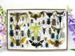 Echte exotische Insekten - Einzelstück - im 3D XL-Schaukasten - Wandbild 2-A-XL-01