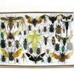 Echte exotische Insekten - Einzelstück - im 3D XL-Schaukasten - Wandbild 2-A-XL-01