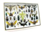 Echte exotische Insekten - Einzelstück - im 3D XL-Schaukasten - Wandbild 2-A-XL-01 – Bild 3
