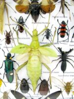 Echte exotische Insekten - Einzelstück - im 3D XL-Schaukasten - Wandbild 2-A-XL-01 – Bild 5