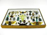 Echte exotische Insekten - Einzelstück - im 3D XL-Schaukasten - Wandbild 2-A-XL-01 – Bild 6