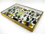 Echte exotische Insekten - Einzelstück - im 3D XL-Schaukasten - Wandbild 2-A-XL-01 – Bild 7