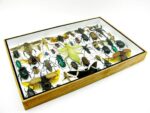 Echte exotische Insekten - Einzelstück - im 3D XL-Schaukasten - Wandbild 2-A-XL-01 – Bild 8