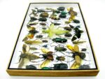 Echte exotische Insekten - Einzelstück - im 3D XL-Schaukasten - Wandbild 2-A-XL-01 – Bild 9