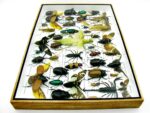 Echte exotische Insekten - Einzelstück - im 3D XL-Schaukasten - Wandbild 2-A-XL-01 – Bild 10