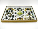 Echte exotische Insekten - Einzelstück - im 3D XL-Schaukasten - Wandbild 2-A-XL-01 – Bild 11