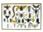 Echte exotische Insekten - Einzelstück - im 3D XL-Schaukasten - Wandbild 2-A-XL-03 – Bild 2
