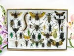 Echte exotische Insekten - Einzelstück - im 3D XL-Schaukasten - Wandbild 2-A-XL-03