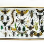 Echte exotische Insekten - Einzelstück - im 3D XL-Schaukasten - Wandbild 2-A-XL-03