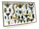 Echte exotische Insekten - Einzelstück - im 3D XL-Schaukasten - Wandbild 2-A-XL-03 – Bild 3