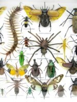 Echte exotische Insekten - Einzelstück - im 3D XL-Schaukasten - Wandbild 2-A-XL-03 – Bild 5