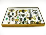Echte exotische Insekten - Einzelstück - im 3D XL-Schaukasten - Wandbild 2-A-XL-03 – Bild 6