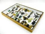 Echte exotische Insekten - Einzelstück - im 3D XL-Schaukasten - Wandbild 2-A-XL-03 – Bild 7