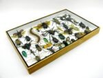 Echte exotische Insekten - Einzelstück - im 3D XL-Schaukasten - Wandbild 2-A-XL-03 – Bild 8