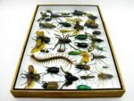 Echte exotische Insekten - Einzelstück - im 3D XL-Schaukasten - Wandbild 2-A-XL-03 – Bild 9