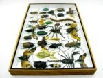 Echte exotische Insekten - Einzelstück - im 3D XL-Schaukasten - Wandbild 2-A-XL-03 – Bild 10