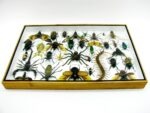 Echte exotische Insekten - Einzelstück - im 3D XL-Schaukasten - Wandbild 2-A-XL-03 – Bild 11