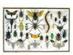 Echte exotische Insekten - Einzelstück - im 3D XL-Schaukasten - Wandbild 3-A-XL-04 – Bild 2