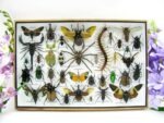 Echte exotische Insekten - Einzelstück - im 3D XL-Schaukasten - Wandbild 3-A-XL-04