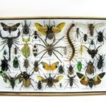 Echte exotische Insekten - Einzelstück - im 3D XL-Schaukasten - Wandbild 3-A-XL-04