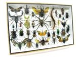 Echte exotische Insekten - Einzelstück - im 3D XL-Schaukasten - Wandbild 3-A-XL-04 – Bild 3