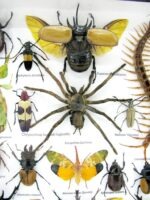Echte exotische Insekten - Einzelstück - im 3D XL-Schaukasten - Wandbild 3-A-XL-04 – Bild 5