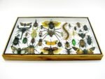 Echte exotische Insekten - Einzelstück - im 3D XL-Schaukasten - Wandbild 3-A-XL-04 – Bild 6