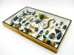 Echte exotische Insekten - Einzelstück - im 3D XL-Schaukasten - Wandbild 3-A-XL-04 – Bild 7