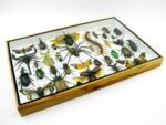 Echte exotische Insekten - Einzelstück - im 3D XL-Schaukasten - Wandbild 3-A-XL-04 – Bild 8