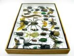 Echte exotische Insekten - Einzelstück - im 3D XL-Schaukasten - Wandbild 3-A-XL-04 – Bild 9