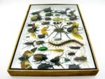 Echte exotische Insekten - Einzelstück - im 3D XL-Schaukasten - Wandbild 3-A-XL-04 – Bild 10