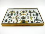 Echte exotische Insekten - Einzelstück - im 3D XL-Schaukasten - Wandbild 3-A-XL-04 – Bild 11