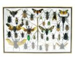 Echte exotische Insekten - Einzelstück - im 3D XL-Schaukasten - Wandbild 6-A-XL-05 – Bild 2