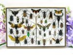 Echte exotische Insekten - Einzelstück - im 3D XL-Schaukasten - Wandbild 6-A-XL-05