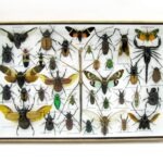 Echte exotische Insekten - Einzelstück - im 3D XL-Schaukasten - Wandbild 6-A-XL-05