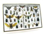 Echte exotische Insekten - Einzelstück - im 3D XL-Schaukasten - Wandbild 6-A-XL-05 – Bild 3