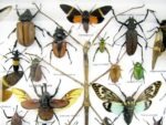 Echte exotische Insekten - Einzelstück - im 3D XL-Schaukasten - Wandbild 6-A-XL-05 – Bild 5
